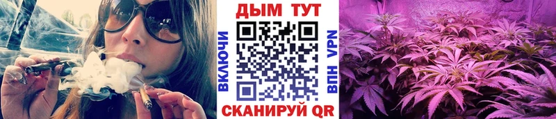 Канабис сатива  Полтавская 